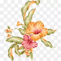 夏威夷芙蓉画笔-孔雀-空若网 夏威夷芙蓉画笔-孔雀-空若网