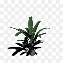 芭蕉树-空若网 芭蕉树-空若网