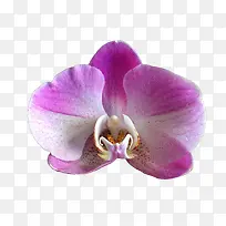 À¼»¨ËزÄͼƬ-¿ÕÈôÍø À¼»¨ËزÄͼƬ-¿ÕÈôÍø