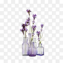 薰衣草-空若网 薰衣草-空若网