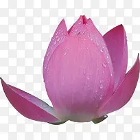 紫色花卉合成效果摄影-空若网 紫色花卉合成效果摄影-空若网