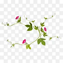 花朵免抠素材水藻免扣素材png-空若网 花朵免抠素材水藻免扣素材png-空若网