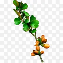 花朵免抠素材 png素材-空若网 花朵免抠素材 png素材-空若网