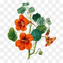 橙色小花-空若网 橙色小花-空若网