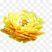 黄色富贵花插画背景-空若网 黄色富贵花插画背景-空若网