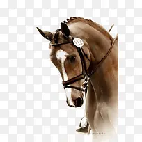 马头-空若网 马头-空若网