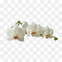 白色兰花-空若网 白色兰花-空若网