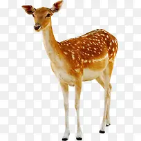 ÷��¹��¹�ز�-������