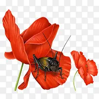 红色花朵蟋蟀插画-空若网 红色花朵蟋蟀插画-空若网