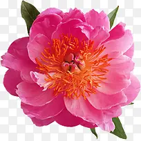 红色花-空若网 红色花-空若网