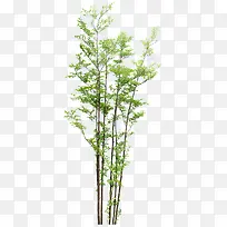 绿色 植物 树 png素材-空若网 绿色 植物 树 png素材-空若网