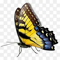 多彩蝴蝶素材-空若网 多彩蝴蝶素材-空若网