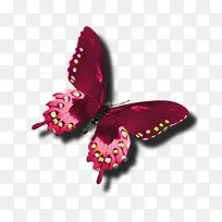 红色蝴蝶PNG素材-空若网 红色蝴蝶PNG素材-空若网