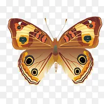 花蝴蝶装饰-空若网 花蝴蝶装饰-空若网