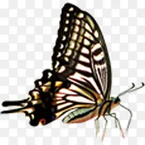 春季高清昆虫蝴蝶-空若网 春季高清昆虫蝴蝶-空若网