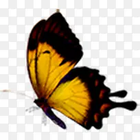 黄色可爱春季蝴蝶-空若网 黄色可爱春季蝴蝶-空若网