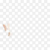 白色蝴蝶素材-空若网 白色蝴蝶素材-空若网