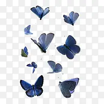 蓝色翅膀蝴蝶素材-空若网 蓝色翅膀蝴蝶素材-空若网