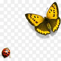 春季黄色蝴蝶昆虫-空若网 春季黄色蝴蝶昆虫-空若网