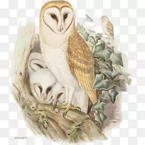 猫头鹰澳大利亚的鸟约翰古尔德的英国鸟猫头鹰-空若网 猫头鹰澳大利亚的鸟约翰古尔德的英国鸟猫头鹰-空若网