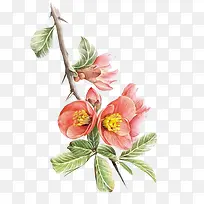 手绘水彩海堂花图案-空若网 手绘水彩海堂花图案-空若网