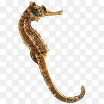 海底动物-空若网 海底动物-空若网