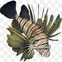 海底动物-空若网 海底动物-空若网