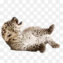 �����ز��ֻ��ز�-������