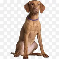 手绘动物动物图标 狗 犬-空若网 手绘动物动物图标 狗 犬-空若网