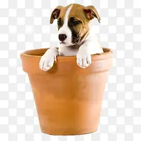 动物图标卡通动物素材 狗狗 犬-空若网 动物图标卡通动物素材 狗狗 犬-空若网