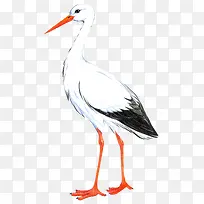 卡通虫鸟素材手绘动物素材-空若网 卡通虫鸟素材手绘动物素材-空若网