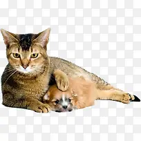 �����Ӱ�����ز�-������