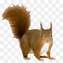 ��ͨ�زĶ���ʸ��ͼ-������