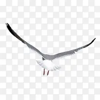 卡通动物元素卡通动物-空若网 卡通动物元素卡通动物-空若网