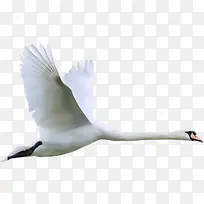 ��ͨ�����ز�ɭ�ֶ���-������