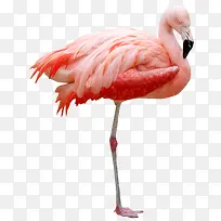 手绘动物图片手绘虫鸟素材-空若网 手绘动物图片手绘虫鸟素材-空若网