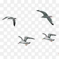 动物素材-空若网 动物素材-空若网