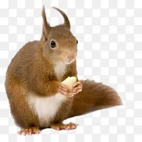 手绘图片 松鼠-空若网 手绘图片 松鼠-空若网