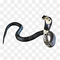 蛇图片素材-空若网 蛇图片素材-空若网