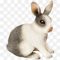 可爱兔子素材-空若网 可爱兔子素材-空若网