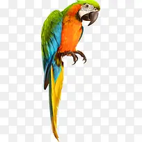 矢量鹦鹉素材小鸟动物-空若网 矢量鹦鹉素材小鸟动物-空若网