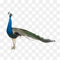 动物素材-空若网 动物素材-空若网