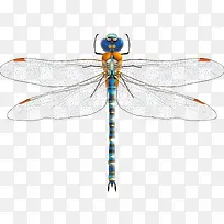 矢量手绘蜻蜓-空若网 矢量手绘蜻蜓-空若网
