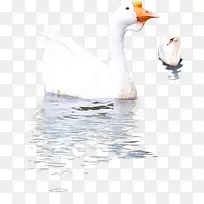 动物鹅白天鹅素材-空若网 动物鹅白天鹅素材-空若网