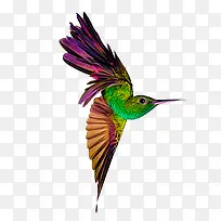 蜂鸟动物素材-空若网 蜂鸟动物素材-空若网