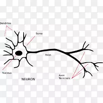 神经元神经系统轴突突触胞体神经元-空若网 神经元神经系统轴突突触胞体神经元-空若网