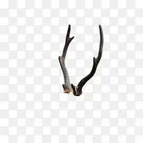 鹿角动物角-空若网 鹿角动物角-空若网