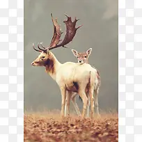 高清可爱梅花鹿动物-空若网 高清可爱梅花鹿动物-空若网