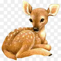 可爱小梅花鹿-空若网 可爱小梅花鹿-空若网