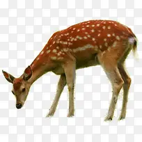 ÷��¹�Բݵ�÷��¹-������